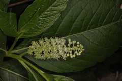Phytolacca acinosa